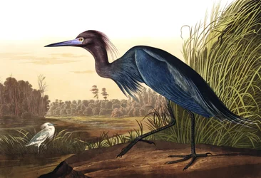 Grue ou héron bleu, Ardea coerulea, tiré de « The Birds of America » de John J. Audubon, publié en 1827-38