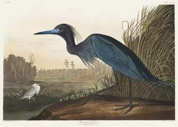 Grue bleue ou héron, tiré de *Birds of America* (1827)