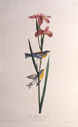 Paruline à dos jaune. De Les Oiseaux d