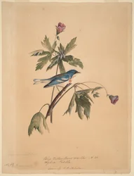 Paruline à dos bleu et jaune