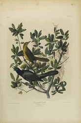 Quiscale à longue queue, imprimé par Julien Bien et publié par Roe Lockwood & Son, 1861