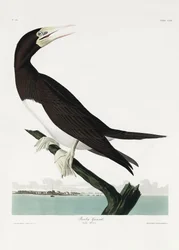 Fou à bec-en-ciseaux, tiré de *Birds of America* (1827)