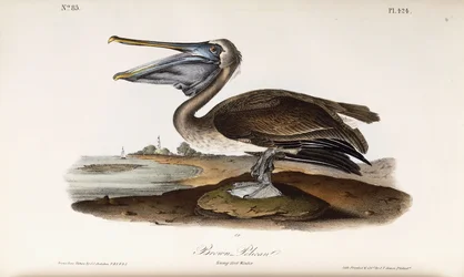 Pélican brun