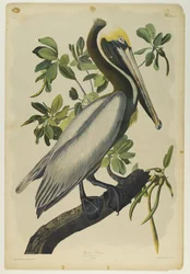 Pélican brun, imprimé par Julien Bien et publié par Roe Lockwood & Son, 1861
