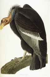 Vautour californien, vieux mâle, 1838