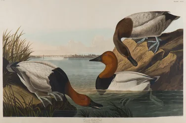 Canard à dos de toile, 1836