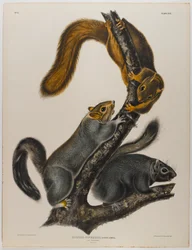 Écureuil chat