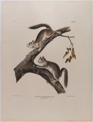 Écureuil duveteux