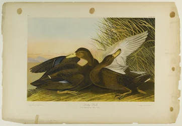 Canard sombre, imprimé par Julien Bien et publié par Roe Lockwood & Son, 1861