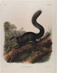 Écureuil sombre