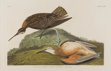 Courlis esquimau, 1834