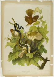 Grive rouilleuse, imprimé par Julien Bien et publié par Roe Lockwood & Son, 1861