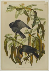 Corneille de rivage, imprimé par Julien Bien et publié par Roe Lockwood & Son, 1861