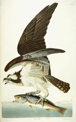 Balbuzard pêcheur, 1830