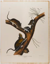 Rat de Floride