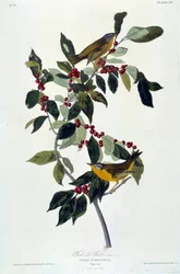 Fleurs et oiseaux