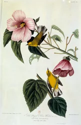 Fleurs et oiseaux