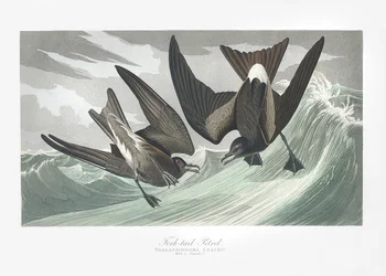 Océanite à queue fourchue tiré de Birds of America (1827)