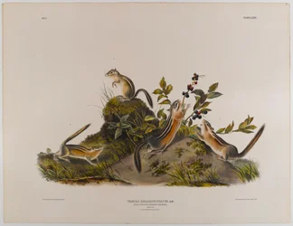Écureuil terrestre à quatre bandes