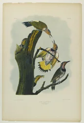 Pic flamboyant, imprimé par Julien Bien et publié par Roe Lockwood & Son, 1861