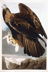 Aigle royal, 1833