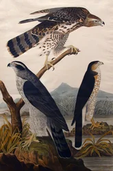 Autour des palombes, Stanley Hawk No. 29, 1830
