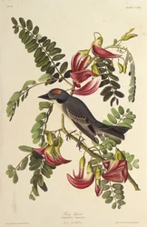 Tyran gris. De Les Oiseaux d