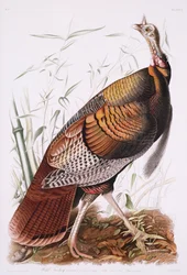 Grand coq américain, ou dindon sauvage