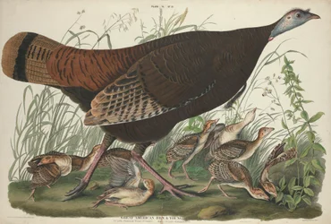 Grande poule américaine et ses petits, 1827