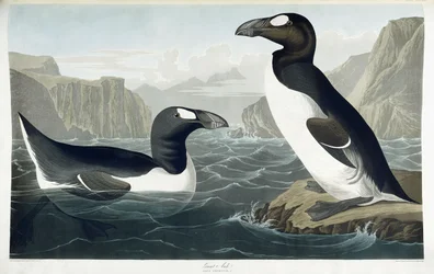 Grand Pingouin, 1836
