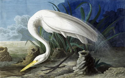 Grande aigrette, Casmerodius Albus, de "Les Oiseaux d