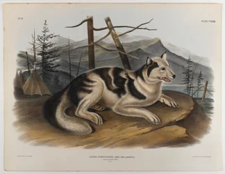 Chien indien lièvre
