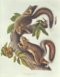 Écureuil lièvre (Sciurus Leoporinus)