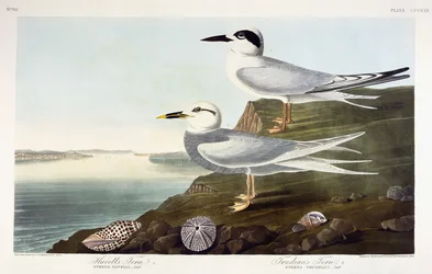 Sterne de Havell et Sterne de Trudeau, 1838