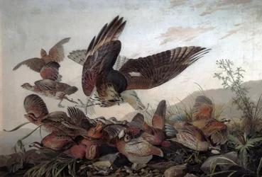Faucons attaquant des perdrix, 1826