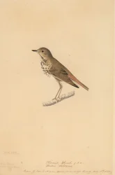 Grive ermite, 1820