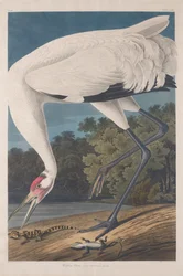 Grue blanche, 1834