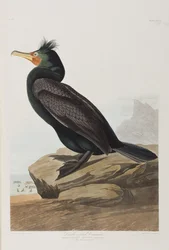 Illustration de 