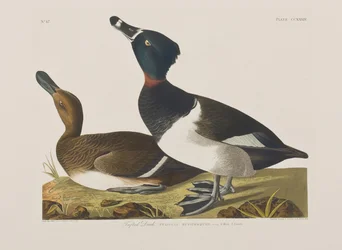 Illustration de 