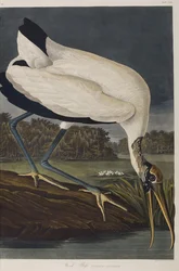 Illustration de 