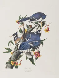 Illustration de 