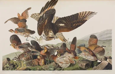 Illustration de 