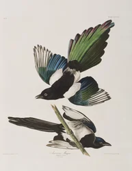 Illustration de 