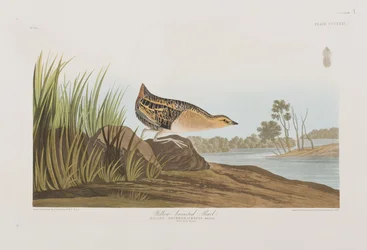 Illustration de 