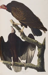 Illustration de 