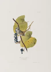 Illustration de 