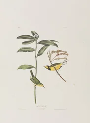 Illustration de 