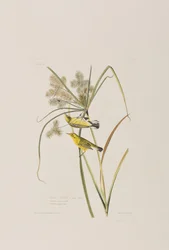 Illustration de 