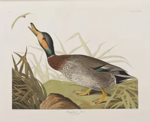 Illustration de 