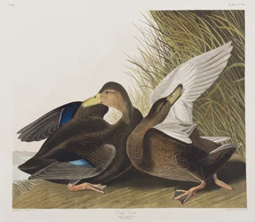 Illustration de 
